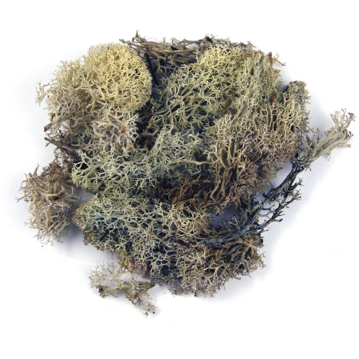 SALE Islandmoos, 30 g, natur