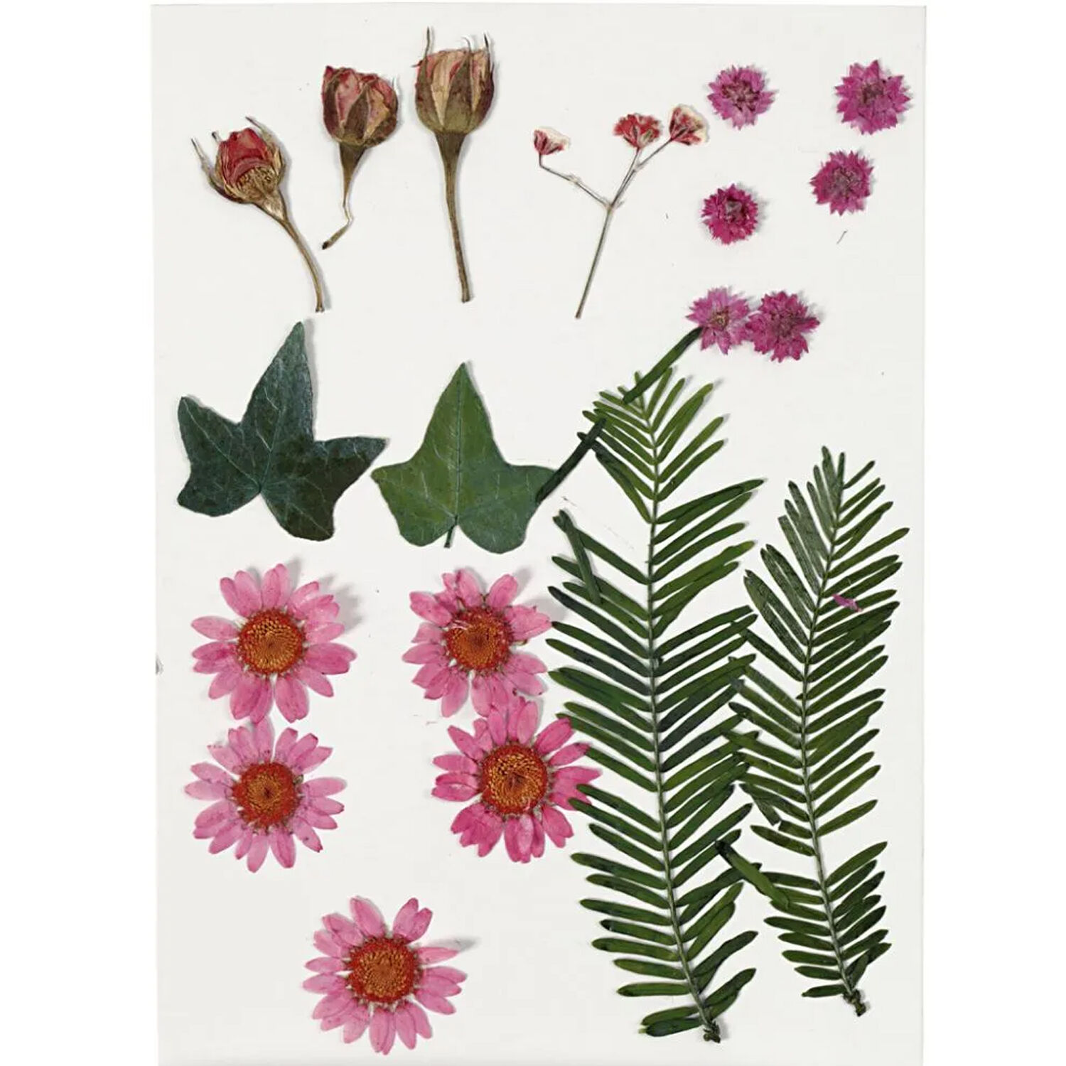 SALE Trockenblumen-, Bl�tter-Sortiment, flach gepresst, Rosa