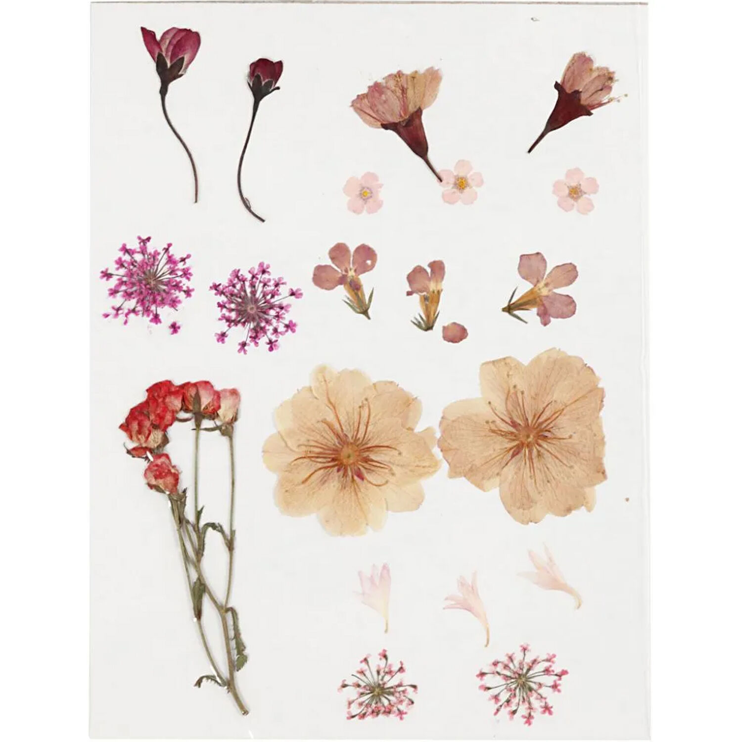 SALE Trockenblumen-Sortiment, flach gepresst, Hellrosa