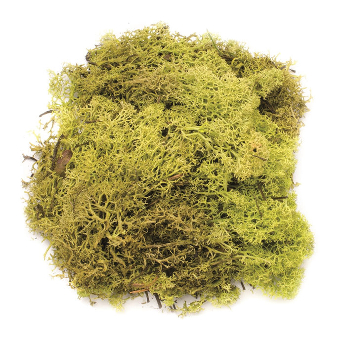 Islandmoos hellgr�n, ca. 50g