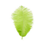 SALE Straussenfeder, 20 cm, 2 St�ck, Hellgr�n