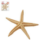 Mini Seestern mit Klebepunkt, 6,5cm, 4 St�ck