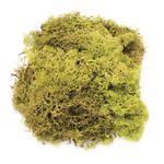 Islandmoos hellgr�n, ca. 50g
