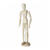 NEU Modellpuppe / Gliederpuppe, Frau, H�he: 30 cm