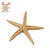Mini Seestern mit Klebepunkt, 6,5cm, 4 St�ck
