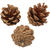 Echte Kiefernzapfen, 500g, ca.60 St�ck Bild 2