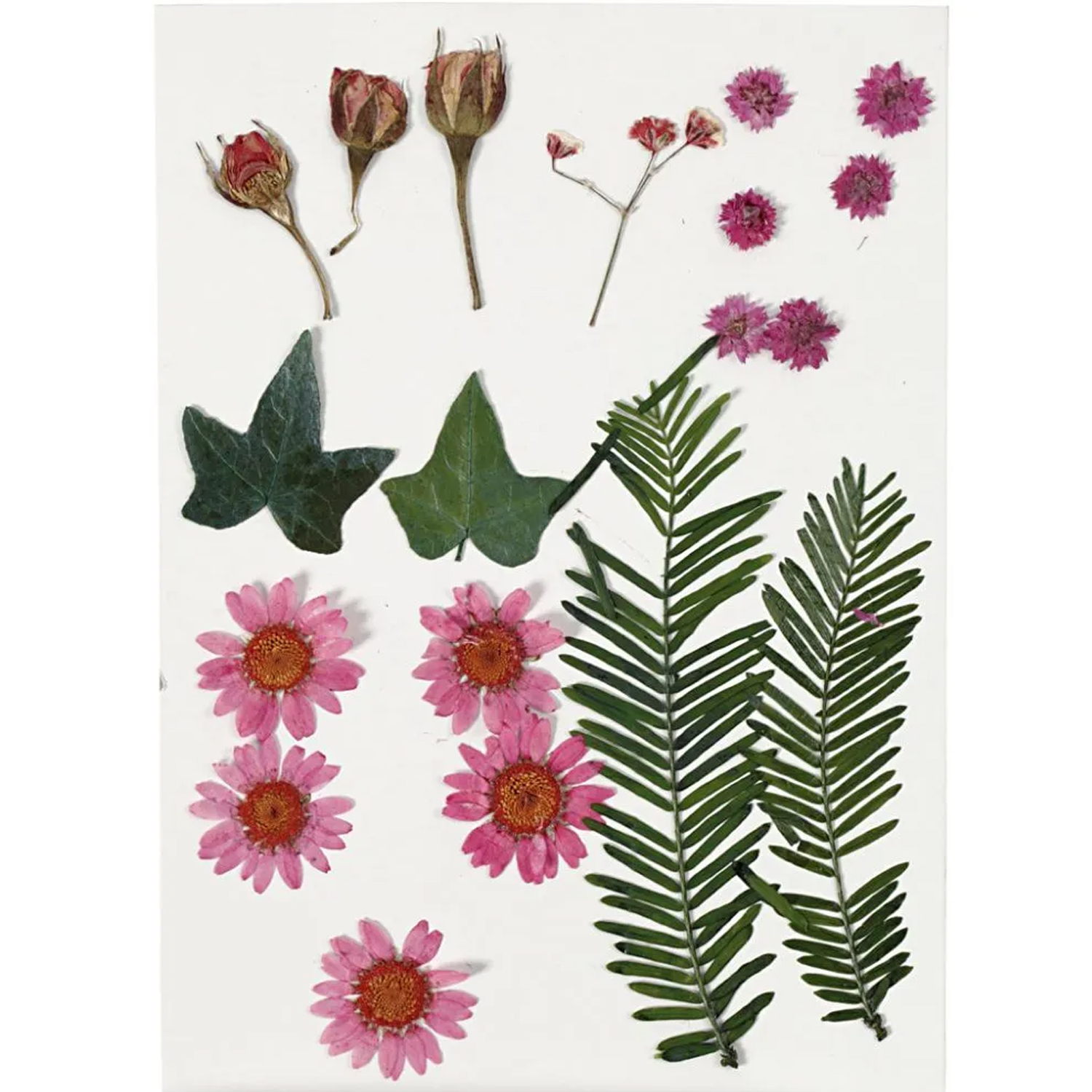 SALE Trockenblumen-, Bl�tter-Sortiment, flach gepresst, Rosa
