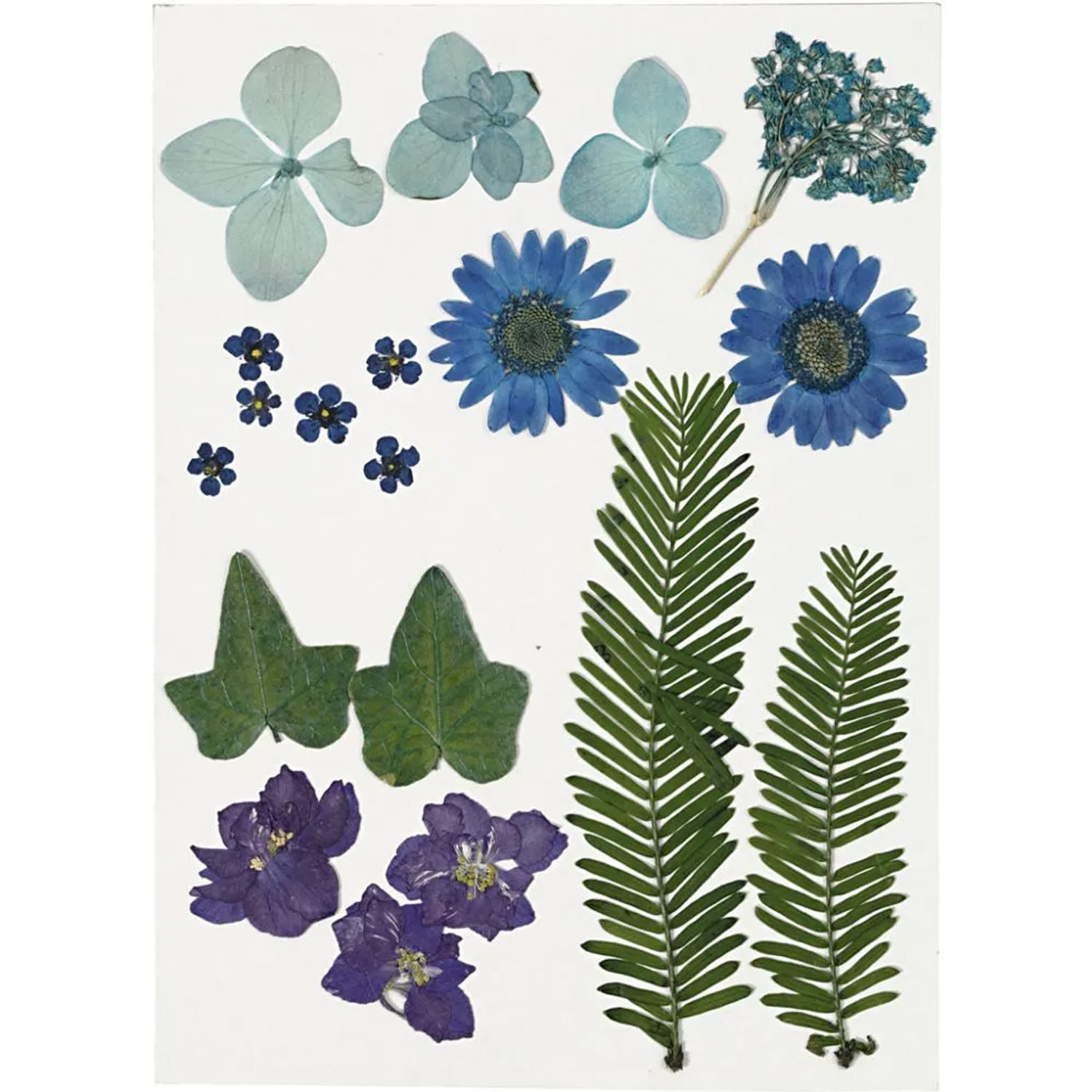 SALE Trockenblumen-, Bl�tter-Sortiment, flach gepresst, Blau