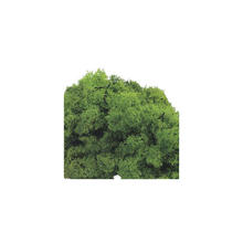 SALE Islandmoos, Beutel mit ca. 50 g, Gr�n