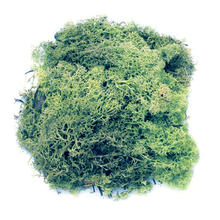 Islandmoos dunkelgr�n, ca. 50g